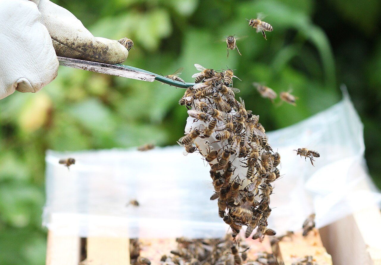 An introduction cage with a candy compartment, covered in bees, being lowered into the hive on a wire