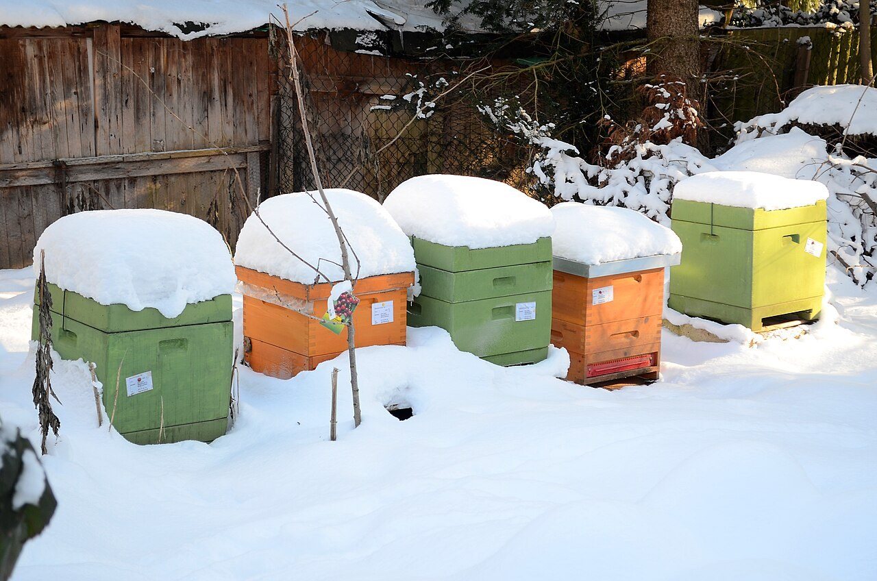 Hive roofs covered in snow