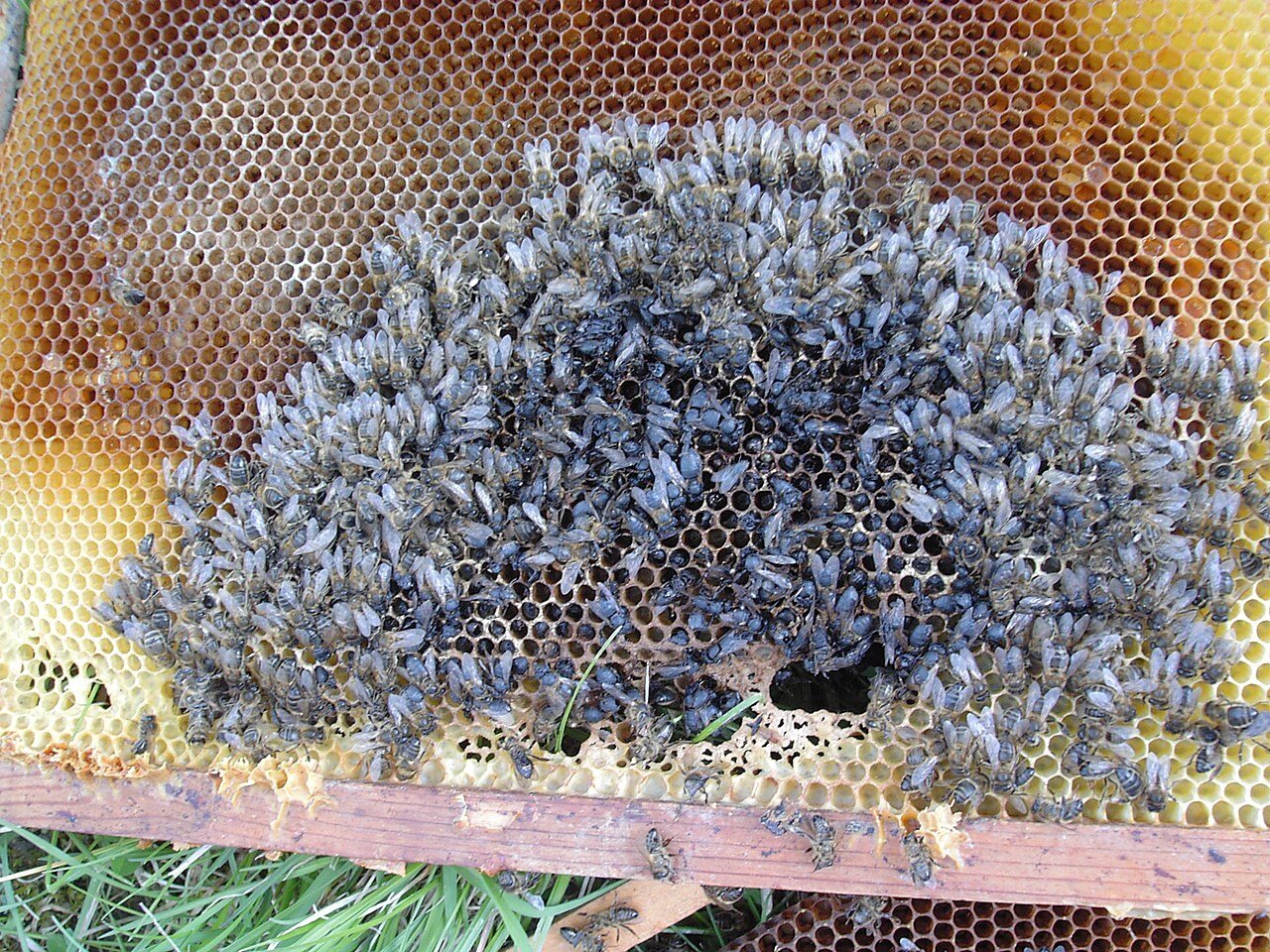 Racimo de abejas muerto de hambre