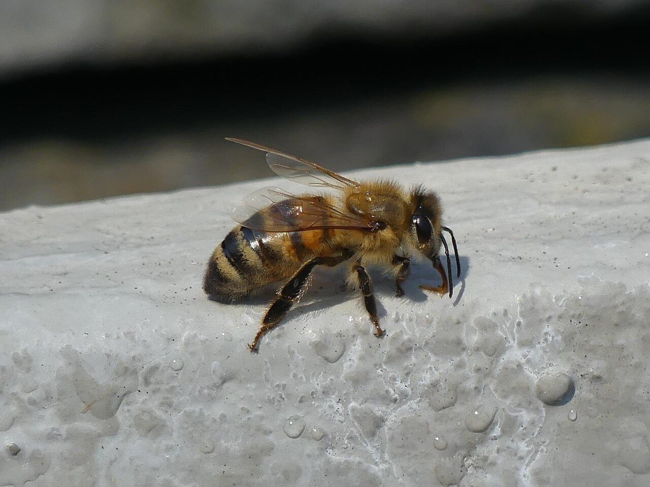 Islak taştan su içen bal arısı