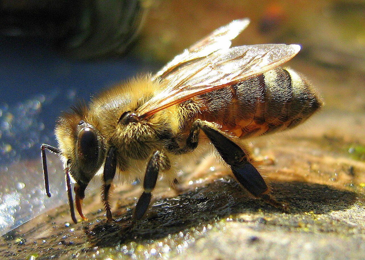 Honey bee drinking water from wet ground