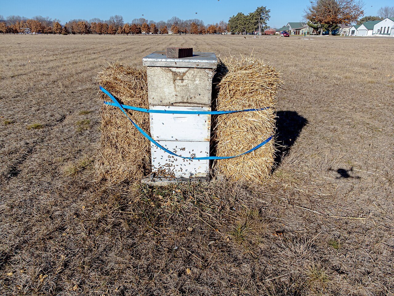 A hive strapped down between straw bales