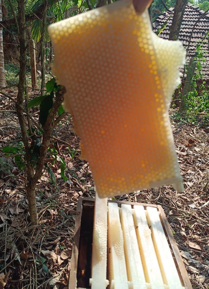 Plastic honey super frame full of honey