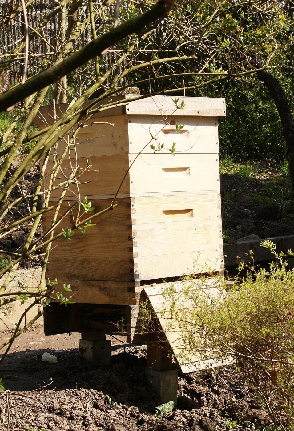 A hive with several boxes