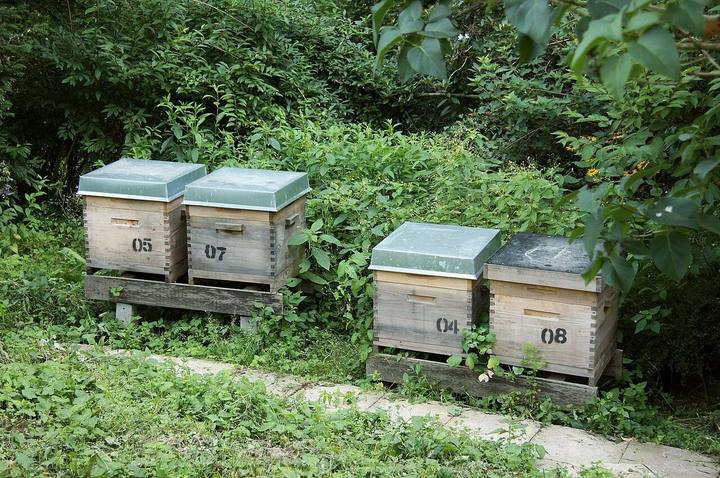 Paarweise aufgestellte zwölfrähmige Dadant-Beuten am Bienenstand