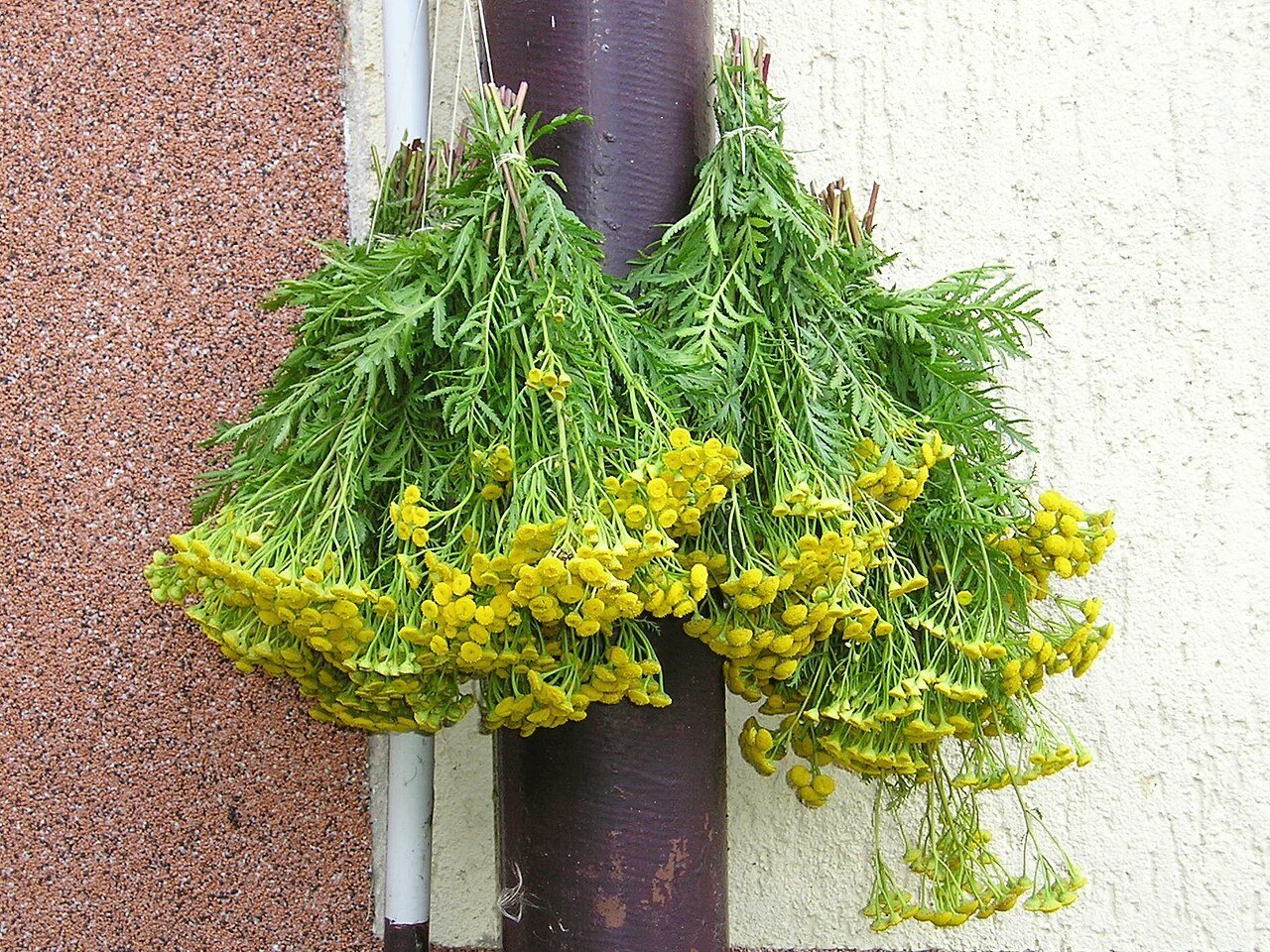 Bundles of plants hung up to dry for smoker fuel