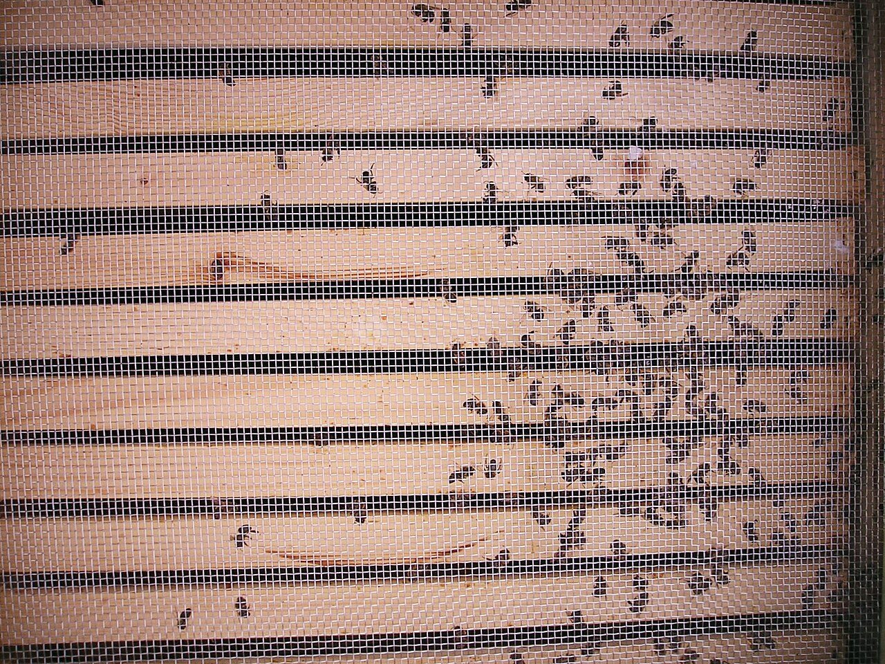 Dead bees collected on a mesh floor at the end of winter