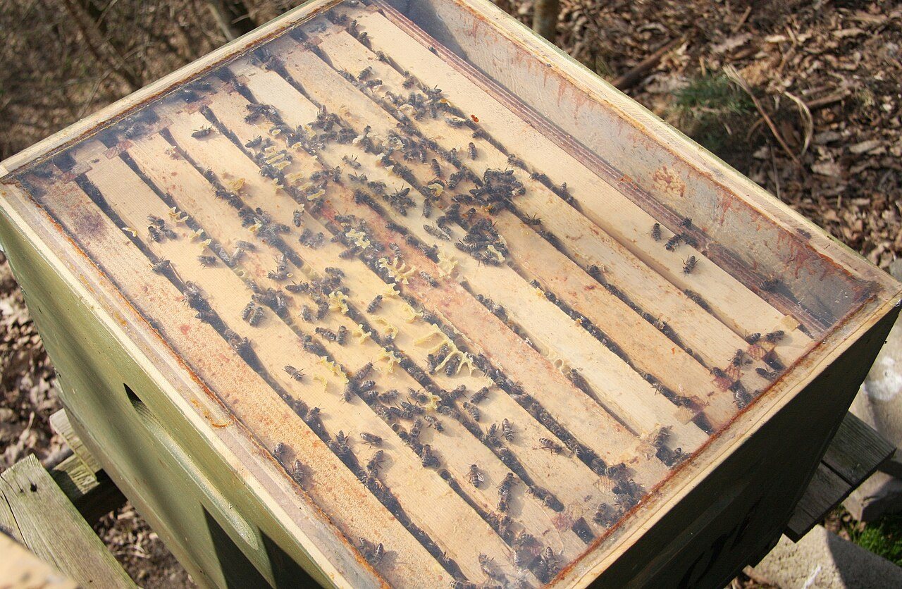 A clear cover laid over the top bars of a brood box