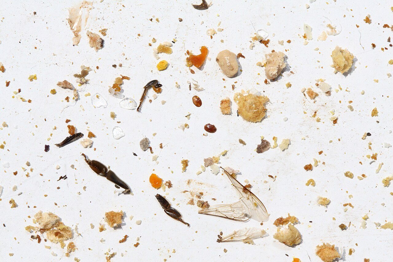 Debris collected on a hive floor: wax crumbs, pollen, bee parts
