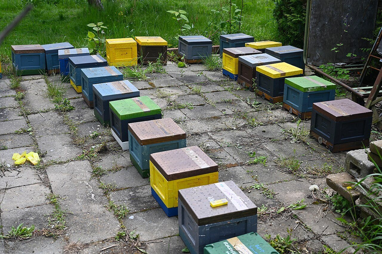 Numbered stackable mini mating hives prepared for insemination day