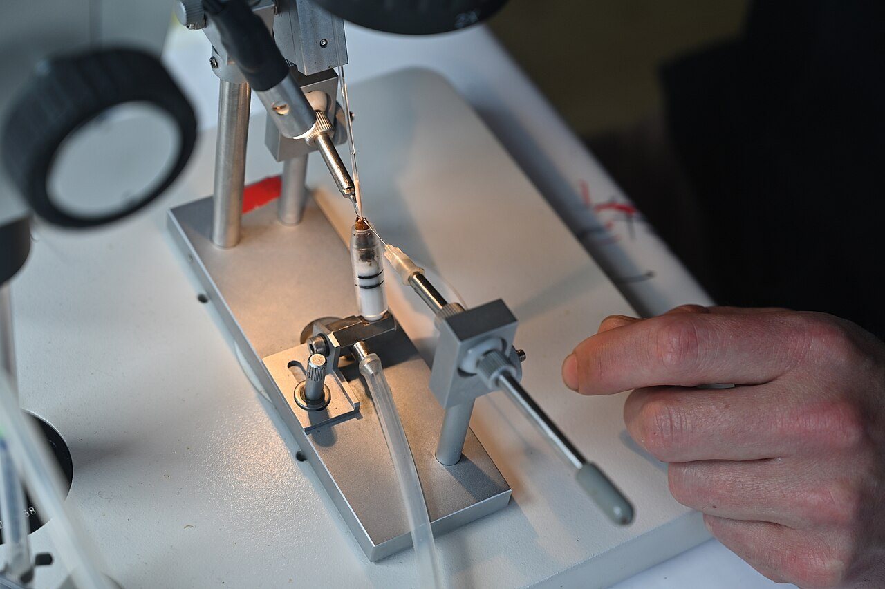 Mikroskop altında ana arıya meni verilmesinin