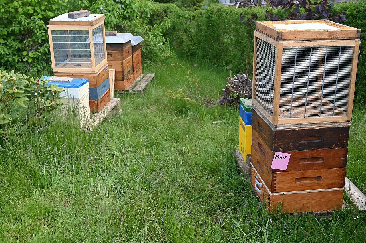 Wire-mesh drone flight cages set up over hives