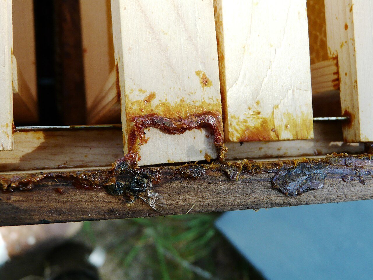 Çerçeve kenarlarında biriken propolis
