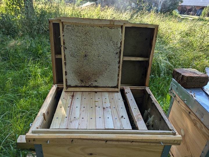 Hohes Rähmchen mit Honigwabe in einer geöffneten Layens-Beute