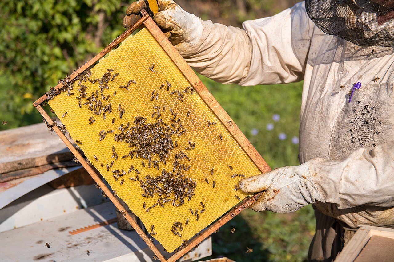 Beekeeper holding a new frame of foundation